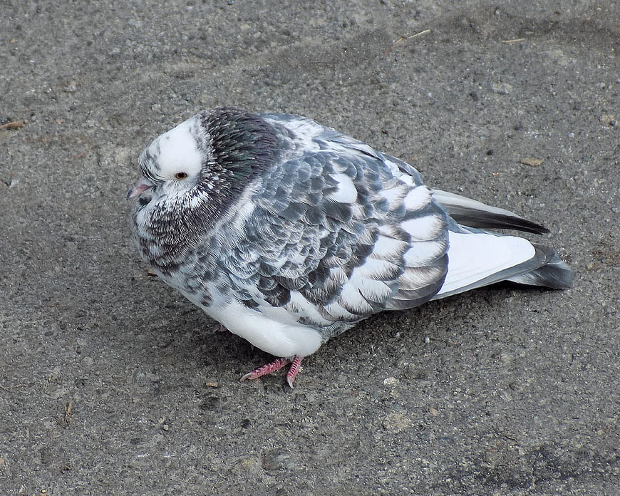 Gray and white pigeon standing on asphalt ground
