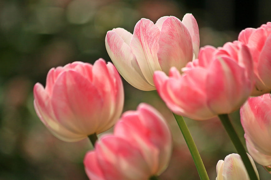 Close-up of pink and white striped tulips in spring
