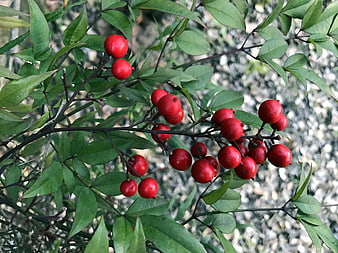 Close-up of vibrant red berries on green leafy branches