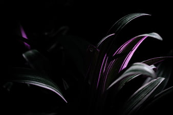 Dark Moody Purple and Green Plant Leaves Close Up