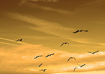Flock of seagulls flying against golden sunset sky