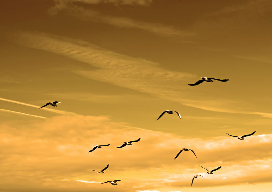 Flock of seagulls flying against golden sunset sky
