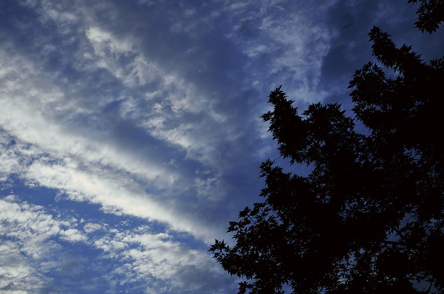 Silhouette of tree branches against dramatic blue sky with clouds
