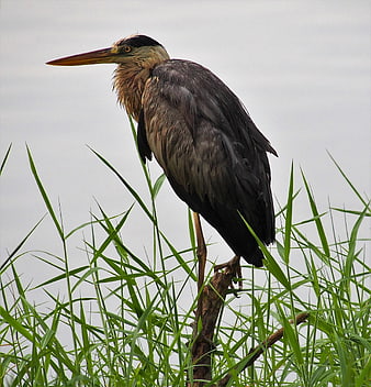 Grey Heron Perched on Branch in Marsh Grass