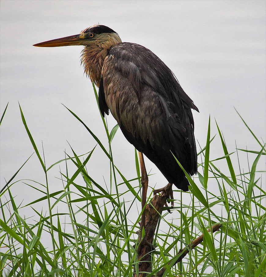 Grey Heron Perched on Branch in Marsh Grass
