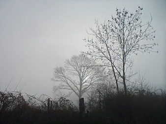 Misty landscape with bare trees and foggy morning atmosphere