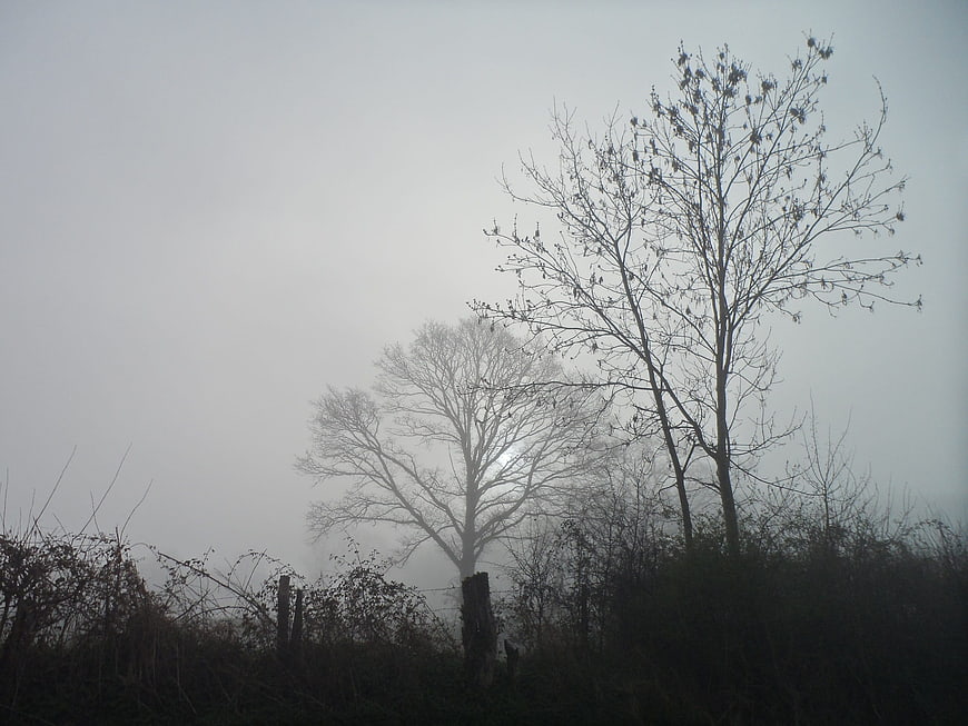 Misty landscape with bare trees and foggy morning atmosphere