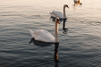 White Swans Swimming in Calm Water at Sunset