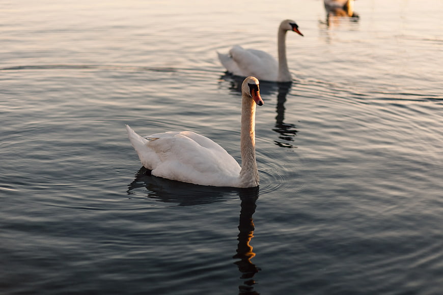 White Swans Swimming in Calm Water at Sunset