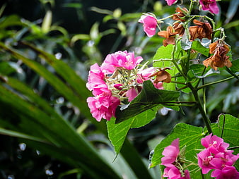 Vibrant Pink Hibiscus Flowers Blooming in Garden