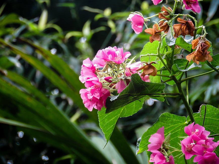 Vibrant Pink Hibiscus Flowers Blooming in Garden