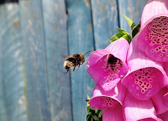 Bumblebee Flying Towards Pink Foxglove Flowers