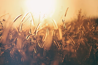 Golden hour sunlight illuminating tall grass in a field