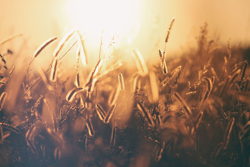 Golden hour sunlight illuminating tall grass in a field