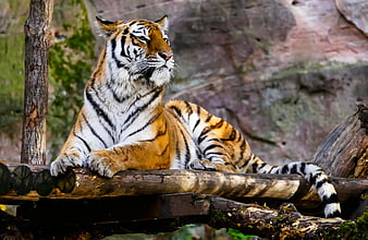 Majestic Tiger Resting on Wooden Log in Natural Habitat