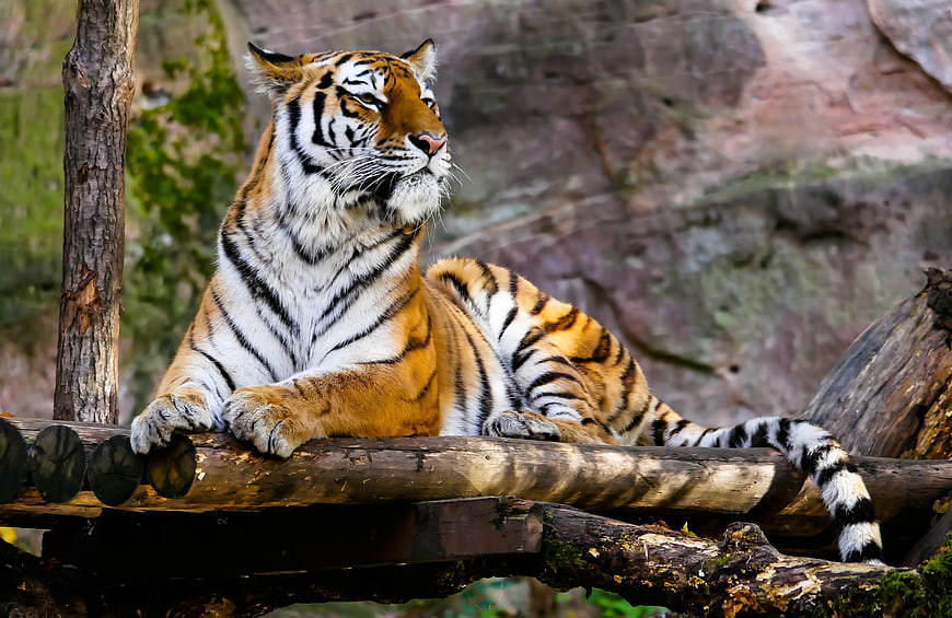 Majestic Tiger Resting on Wooden Log in Natural Habitat