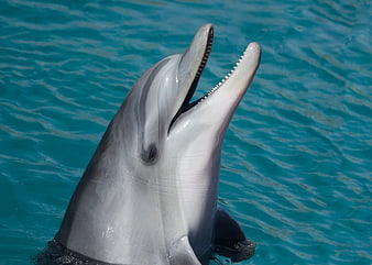 Close-up of a dolphin with open mouth in blue water