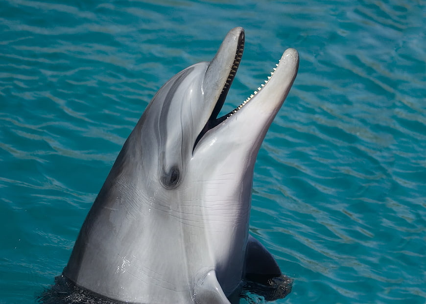 Close-up of a dolphin with open mouth in blue water