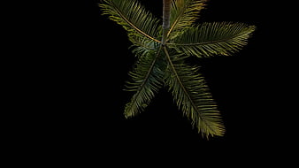 Top-down view of palm tree fronds against black background