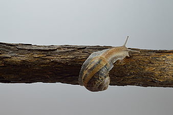 Close-up of a snail crawling on a textured branch