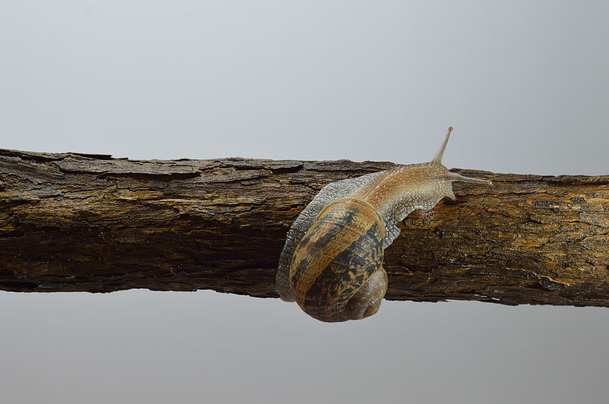 Close-up of a snail crawling on a textured branch