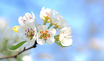 White Apple Blossoms on Branch Against Blue Sky