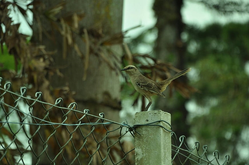 Brown bird perched on concrete fence post