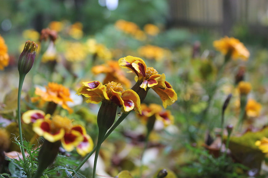 Close-up of yellow and red marigold flowers in a garden