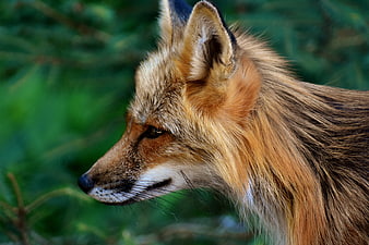 Close-up profile portrait of a red fox in nature