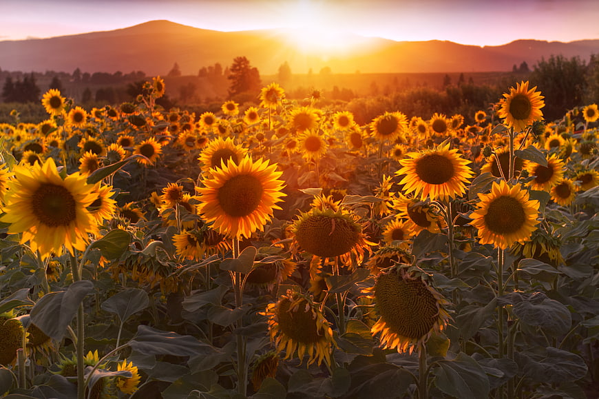Golden Sunflower Field at Sunset with Mountain Background