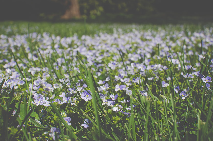 Field of purple wildflowers in green grass