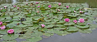 Pink water lilies blooming on green lily pads in a pond