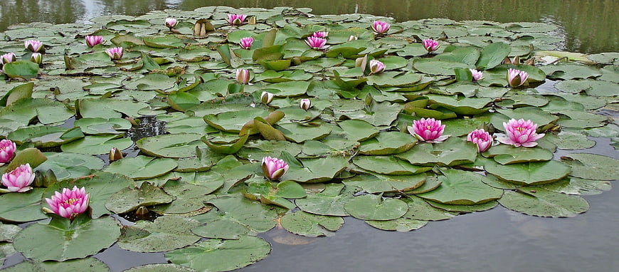 Pink water lilies blooming on green lily pads in a pond
