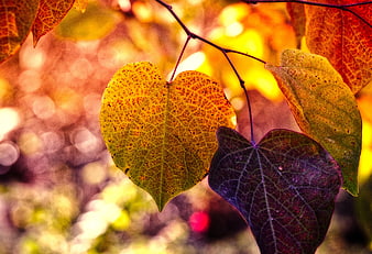 Vibrant Autumn Leaves Close Up With Bokeh Background
