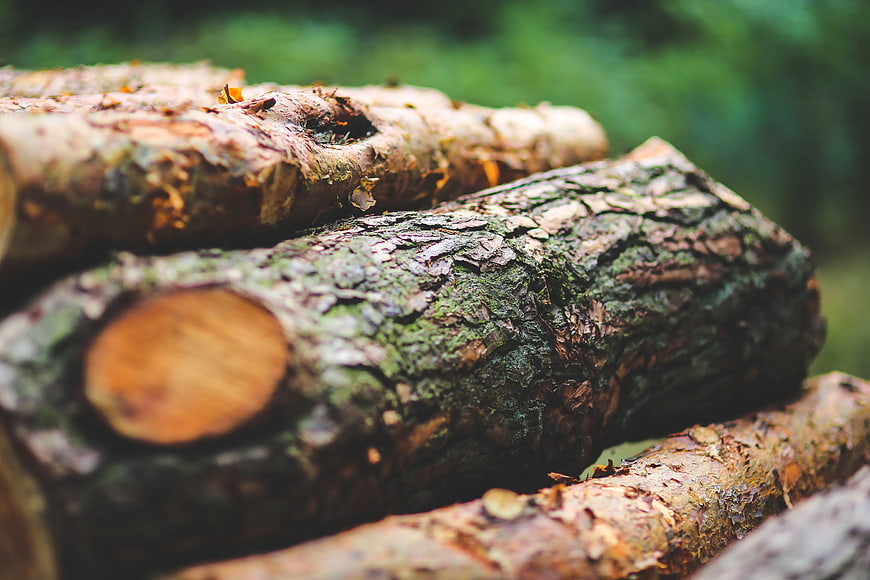 Close-up of stacked logs with mossy bark in forest