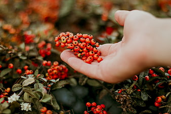Hand holding red berries in autumn garden