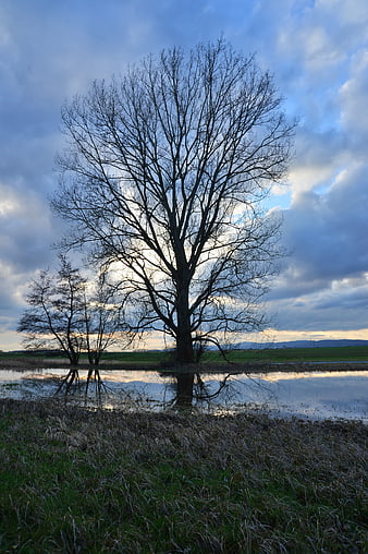 Solitary bare tree reflected in water at dusk