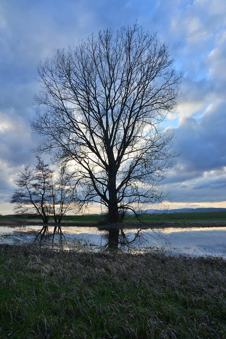 Solitary bare tree reflected in water at dusk