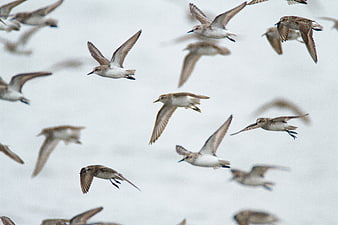 Flock of Sandpipers Flying in Flight