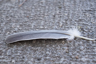 Close-up of a single grey bird feather on concrete