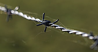 Close-up of barbed wire fence with spider webs