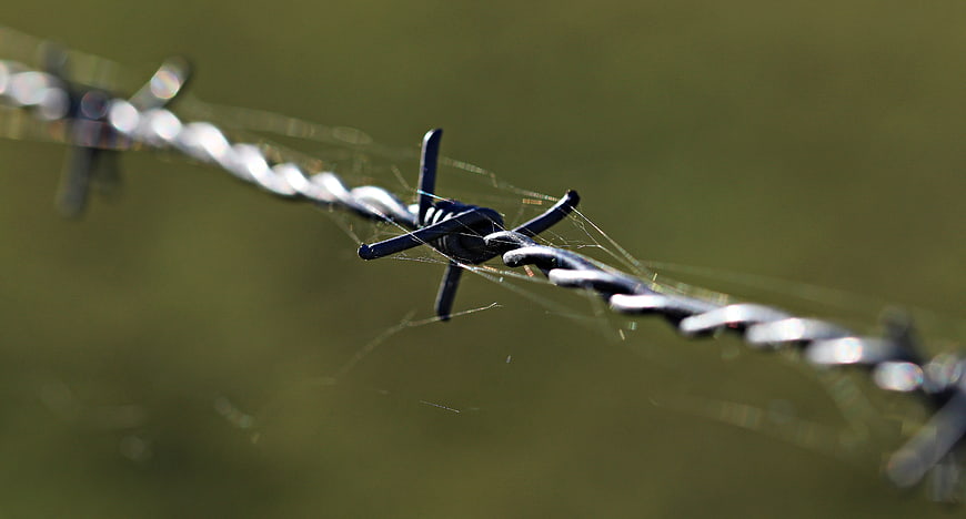 Close-up of barbed wire fence with spider webs