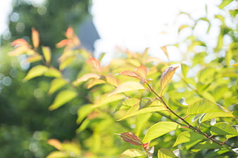 Sunlit green leaves with reddish new growth on a branch