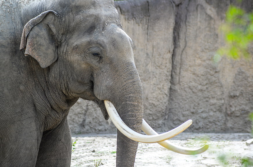 Close-up of Asian Elephant with Large Tusks in Zoo Enclosure