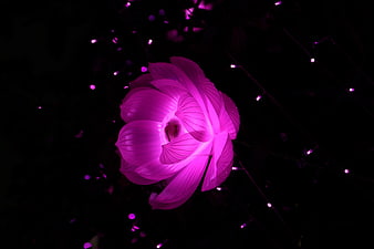 Glowing Purple Lotus Flower at Night with Fairy Lights