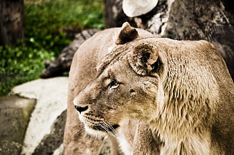 Close-up profile of a lioness in a zoo enclosure