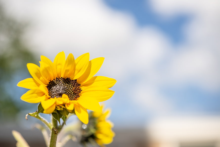 Vibrant yellow sunflower against blue sky background