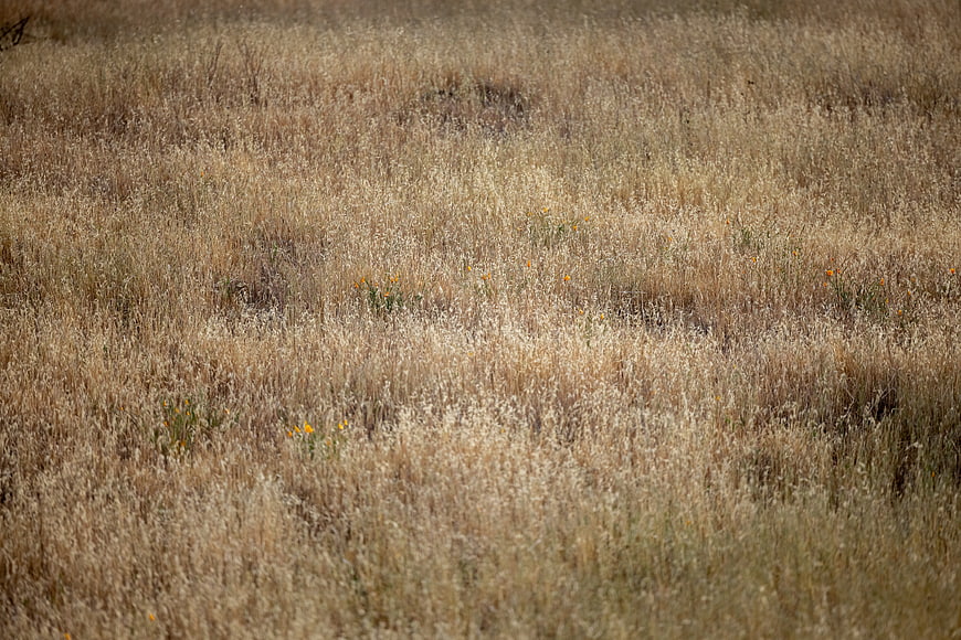 Dry golden grass field with scattered wildflowers