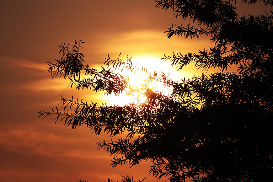 Sunset Silhouette of Tree Branches Against Orange Sky