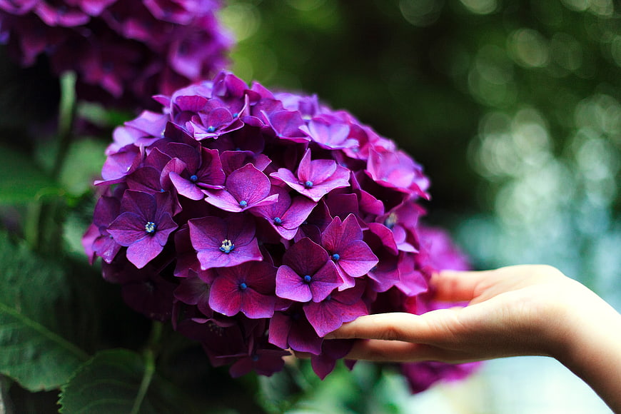 Hand holding vibrant purple hydrangea flower close-up